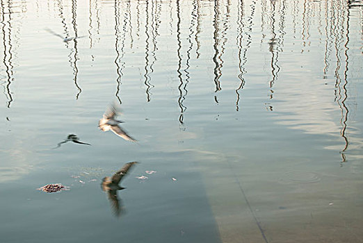 海鸥,飞行