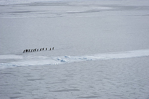 南极,威德尔海,阿德利企鹅,浮冰
