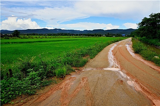 乡村,道路,雨