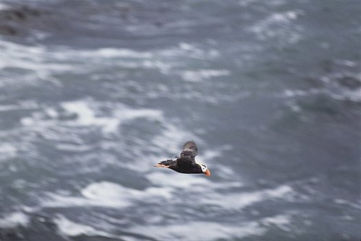 海鹦,飞