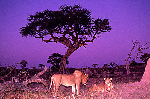 非洲,博茨瓦纳,乔贝国家公园,狮子,雌狮,休息,蚁丘,黄昏