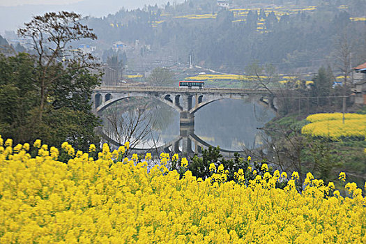 油菜花田