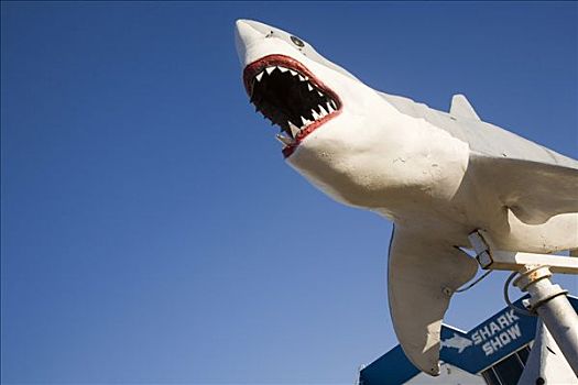 澳大利亚,昆士兰,赫维湾,雕塑,大白鲨,游人,入口,鲨鱼,展示