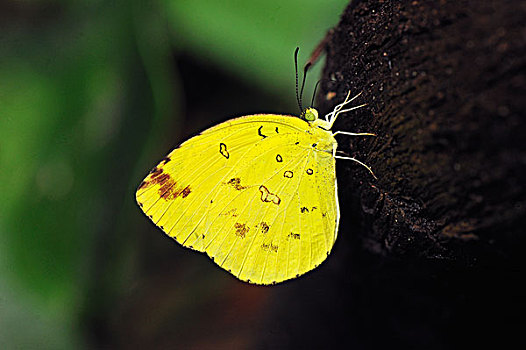 蝴蝶,古农列尤择国家公园,北方,苏门答腊岛,印度尼西亚