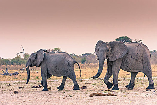 博茨瓦纳,乔贝国家公园,萨维提,幼小,大象,走,水坑
