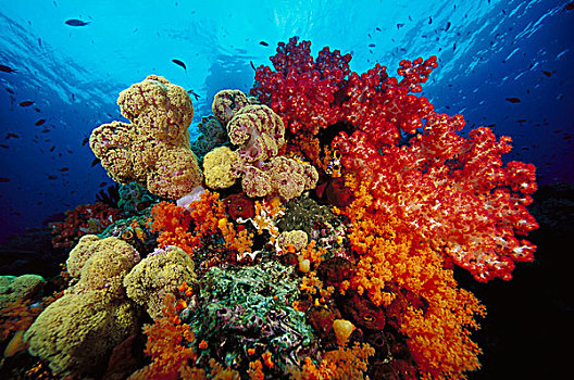 软珊瑚,礁石,印度尼西亚