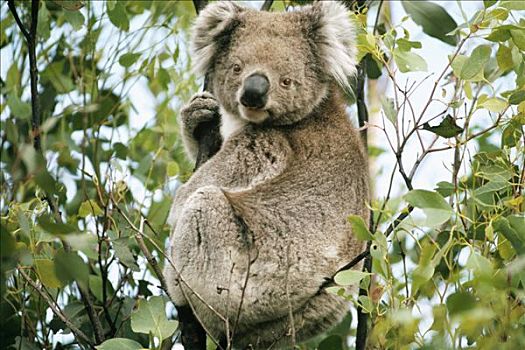 树袋熊,肖像,桉树,东方,树林,澳大利亚