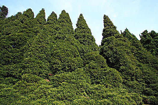 庐山植物园