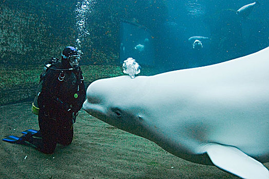 白鲸,潜水,温哥华水族馆,加拿大
