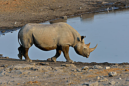 犀牛,黑犀牛,水潭,埃托沙国家公园,纳米比亚,非洲