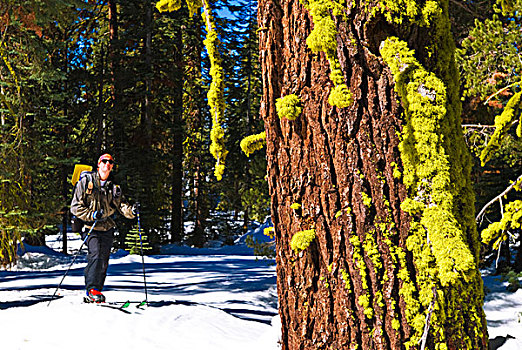 边远地区,滑雪者,松树,优胜美地国家公园,加利福尼亚