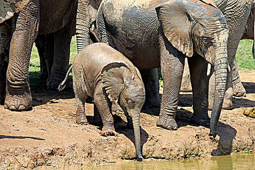非洲象,群,小动物,喝,阿多大象国家公园,东开普省,南非,非洲
