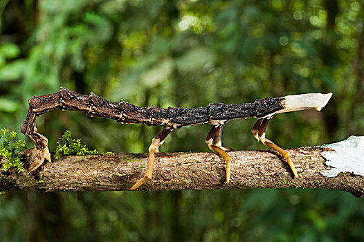 萤火虫,幼体,模仿,枝条,国家公园,亚马逊雨林,厄瓜多尔