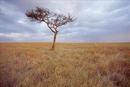 刺,金合欢,大草原,马塞马拉野生动物保护区,肯尼亚