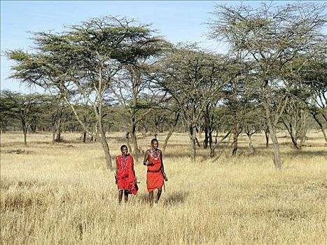 两个,马萨伊人,男人,大步走,刺槐,树林,传统,红色,衣服,马赛马拉,肯尼亚