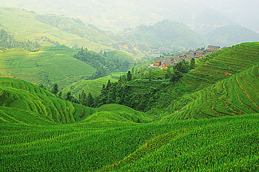 中国,绿色,稻田