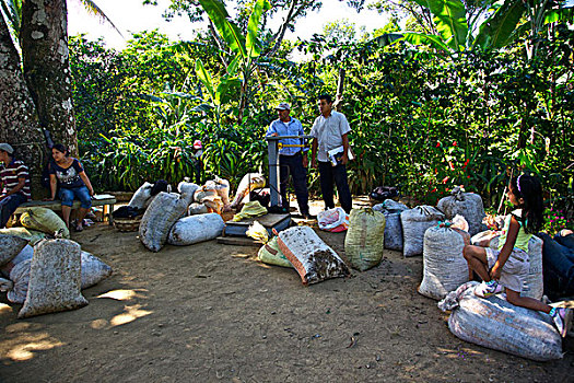 萨尔瓦多,中美洲,卡门,有机,咖啡,不动产,袋,咖啡豆,称重