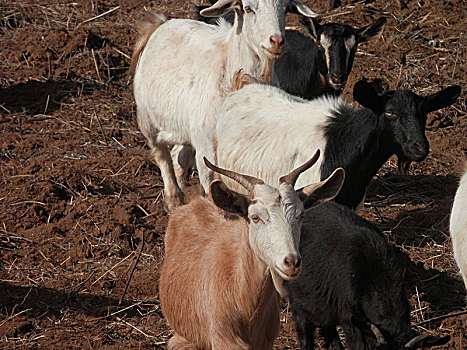 威宁山羊,牲畜,家畜,羊,山羊,黑山羊,白山羊,黄山羊,肉羊