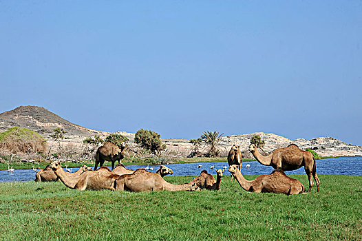 阿曼苏丹国,佐法尔,牧群,骆驼,火烈鸟,休息,泻湖