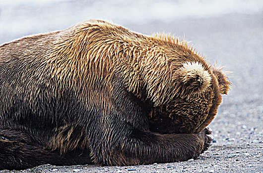 睡觉,沿岸,大灰熊,棕熊,大熊雨林,不列颠哥伦比亚省,加拿大
