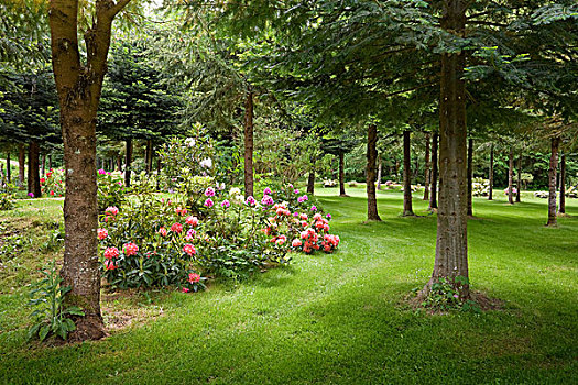 杜鹃属植物,花园,不列颠哥伦比亚省,加拿大