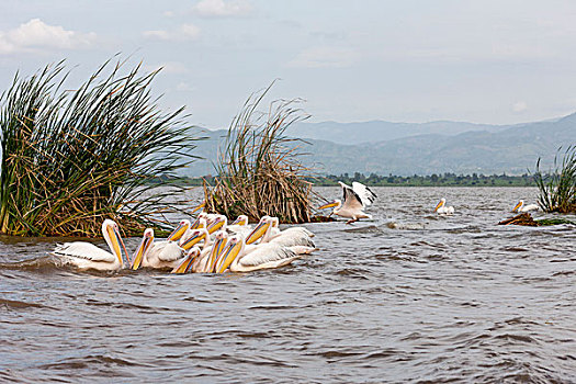 白鹈鹕,湖,埃塞俄比亚,非洲