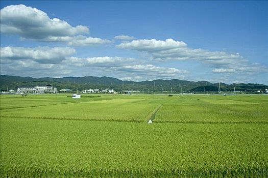 稻田,靠近,大阪,日本