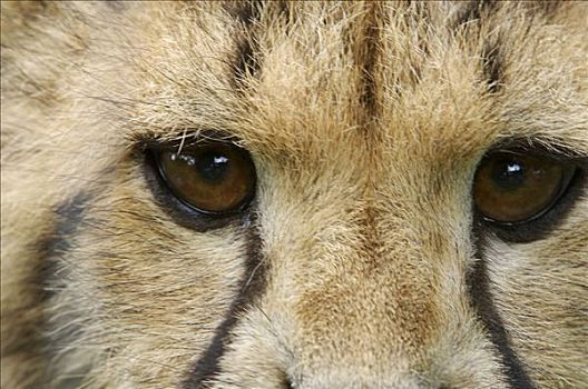 印度豹,幼兽,眼睛,猎豹