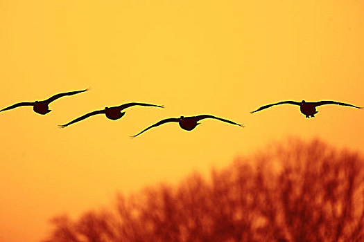 剪影,天鹅,飞行,日落,野生动物,动物,鸟,鸭子,鹅,象征,排列,候鸟,自由,橙色,黄色