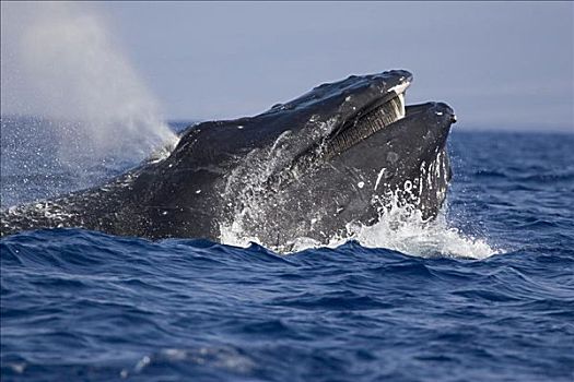 夏威夷,驼背鲸,大翅鲸属,鲸鱼,展示,鲸须