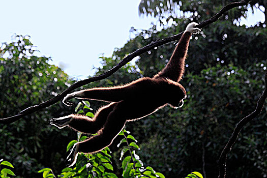 长臂猿,树上,新加坡,亚洲