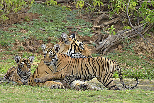 孟加拉虎,虎,女性,幼兽,水坑,伦滕波尔国家公园,拉贾斯坦邦,印度,亚洲
