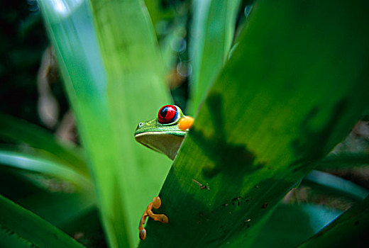 红眼树蛙,休息,凤梨科植物,科罗拉多岛,巴拿马