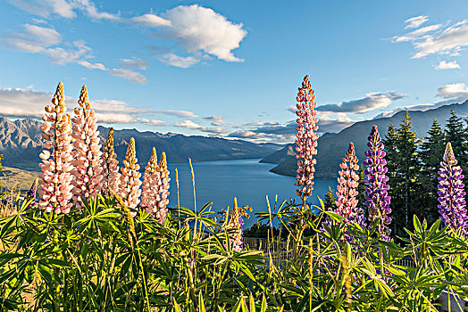 紫色,羽扇豆属植物,羽扇豆,瓦卡蒂普湖,景色,自然保护区,皇后镇,奥塔哥,新西兰,大洋洲