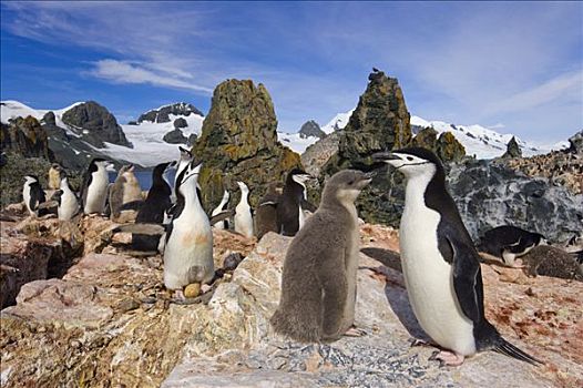 帽带企鹅,南极企鹅,生物群,成年,幼禽,南设得兰群岛,南极