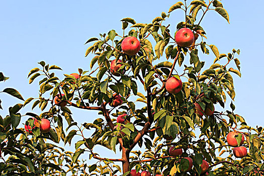 苹果树,苹果