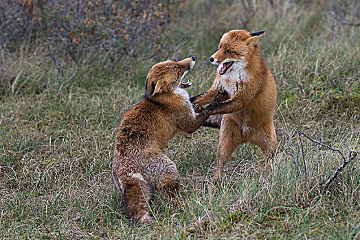 红狐,狐属,两个,争斗,雄性,北荷兰,荷兰
