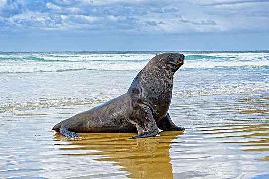 新西兰海狮,海狮,雄性动物,海滩,纽黑文,南岛,新西兰,大洋洲
