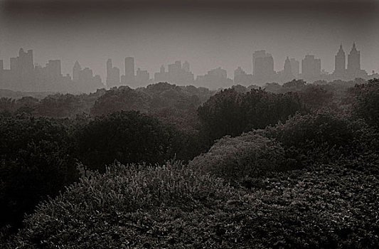 树,中央公园,西部,天际线,雾状,白天,纽约,美国