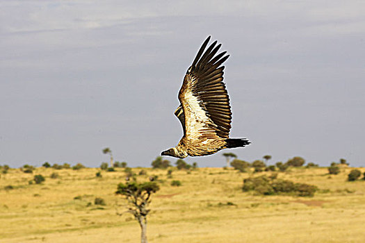 非洲,白色,后背,秃鹰,白背秃鹫,马赛马拉,公园,肯尼亚