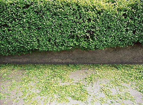 树篱图片_树篱图片大全_树篱图片素材