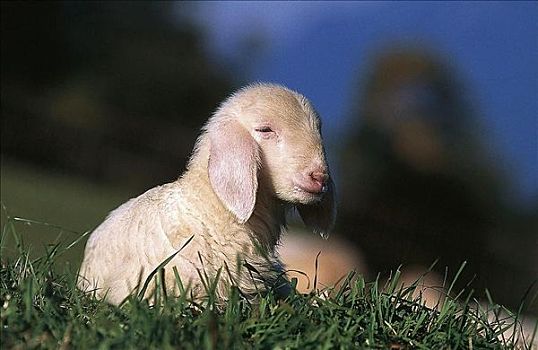 绵羊,羊羔,小动物,哺乳动物,宠物,复活节,牲畜,农事,动物