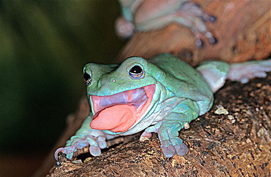 树蛙,成年,伸舌头,澳大利亚