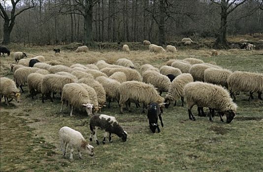 家羊,绵羊,成群,放牧,草场,区域,荷兰