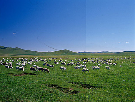 内蒙锡林郭勒草原
