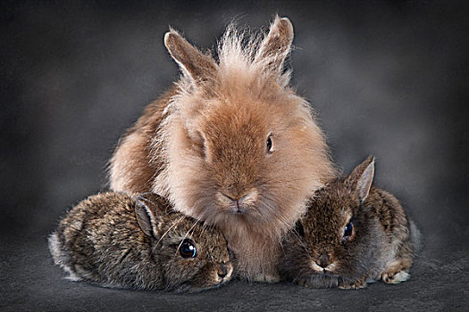 迷你兔,兔豚鼠属,女性,两个,年轻