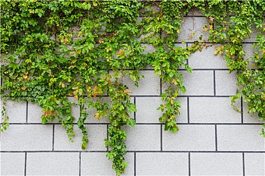 绿色,常春藤,植物,砖墙