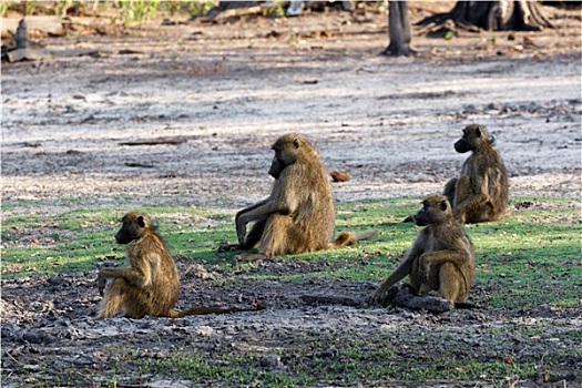 家族,南非大狒狒