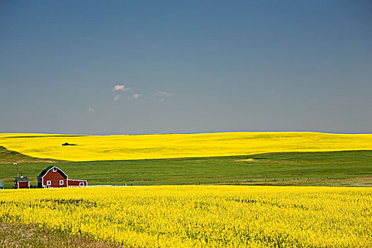 花,油菜地,艾伯塔省,加拿大