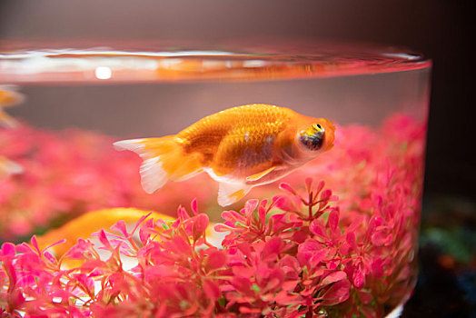 热带鱼,水刺蝶鱼,鱼缸水族馆里的锦鲤鱼金鱼水族馆里的锦鲤鱼金鱼可爱